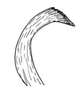 speciesimage