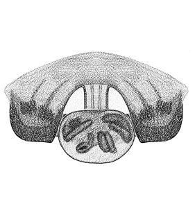speciesimage