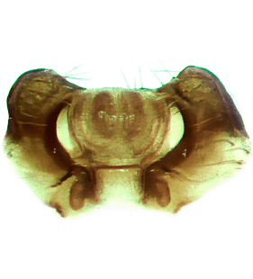 speciesimage