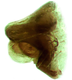 speciesimage