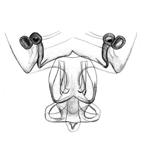 speciesimage