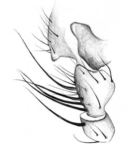 speciesimage