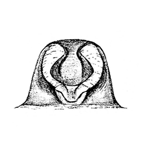 speciesimage