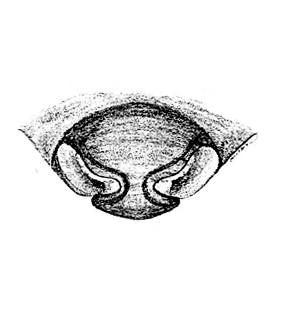 speciesimage