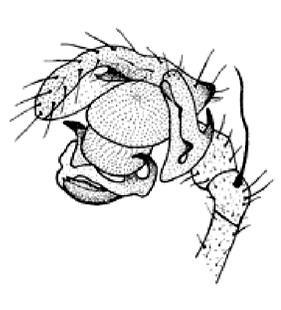 speciesimage