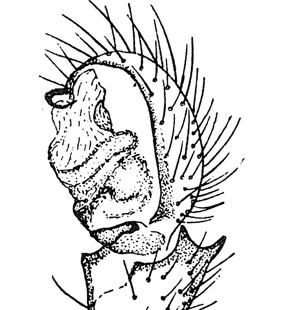 speciesimage