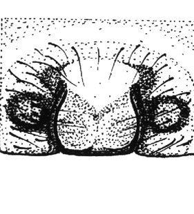 speciesimage