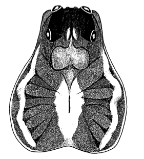 speciesimage