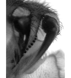 speciesimage