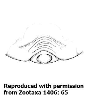 species
