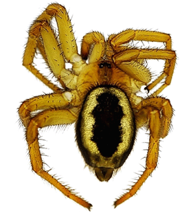 species