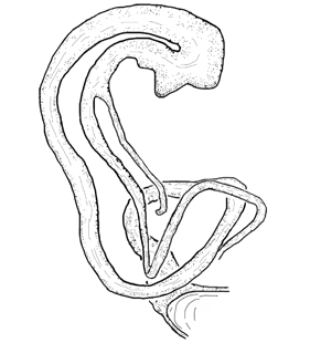species