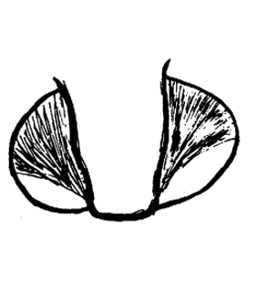 speciesimage