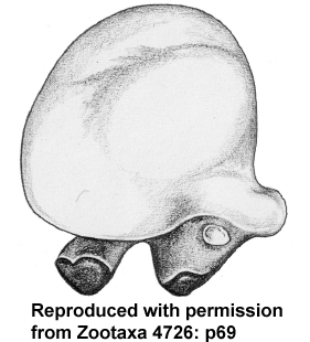speciesimage