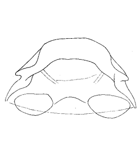 speciesimage