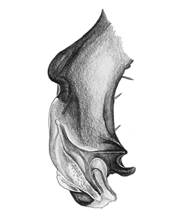 speciesimage