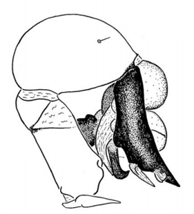 speciesimage