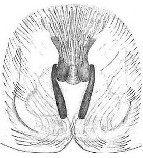 species