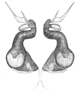 species