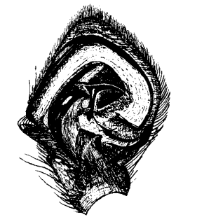 speciesimage