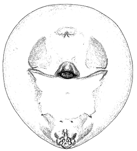 speciesimage