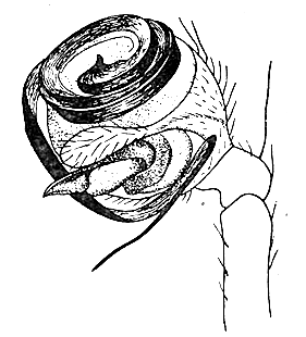 speciesimage