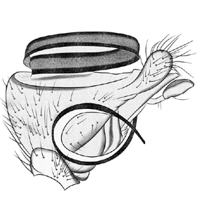 speciesimage