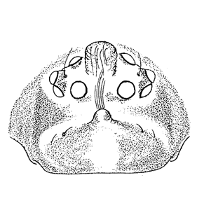 speciesimage