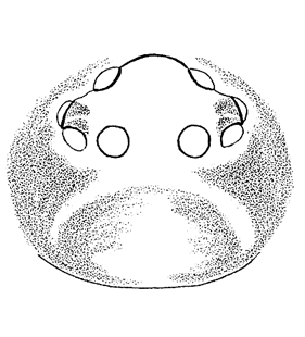 speciesimage