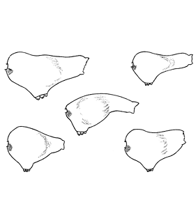 speciesimage