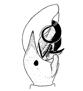 speciesimage