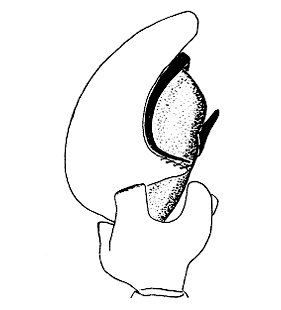 speciesimage