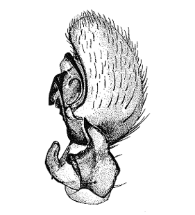 speciesimage