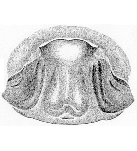 speciesimage