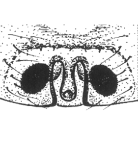 speciesimage