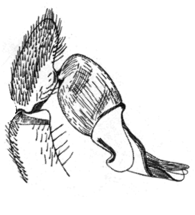 speciesimage
