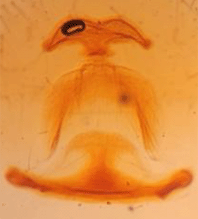 species