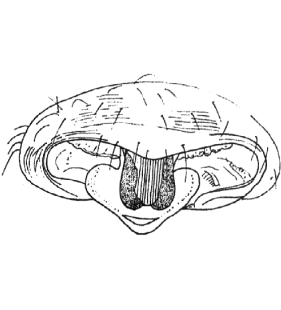speciesimage