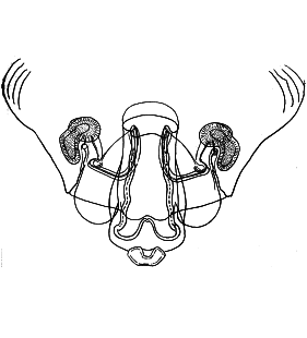 speciesimage