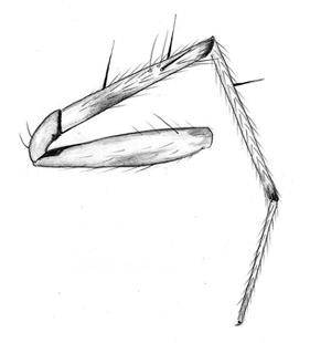 speciesimage