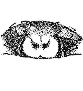 speciesimage