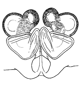 speciesimage