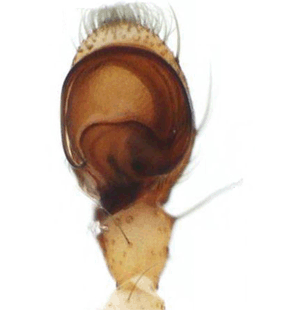 speciesimage
