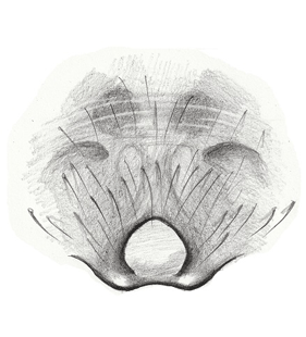 speciesimage