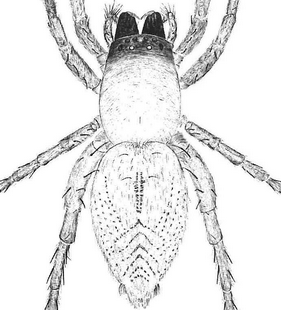speciesimage