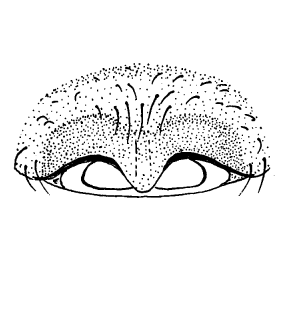 speciesimage