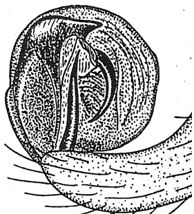 speciesimage