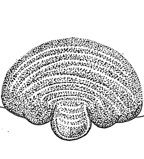 speciesimage