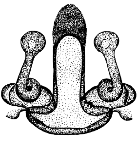 speciesimage
