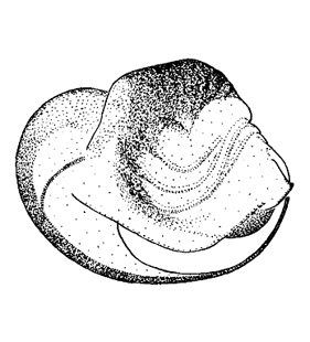speciesimage